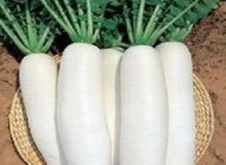 白萝卜