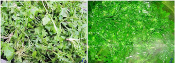 野生芹菜怎么贮藏保鲜的方法图文教程