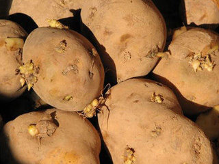 九种食物毒素别忽视小心误中毒