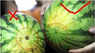 如何挑选西瓜的方法图文讲解