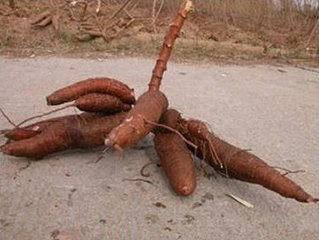 九种食物毒素别忽视小心误中毒