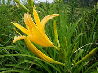 九种食物毒素别忽视小心误中毒