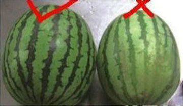 如何挑选西瓜的方法图文讲解
