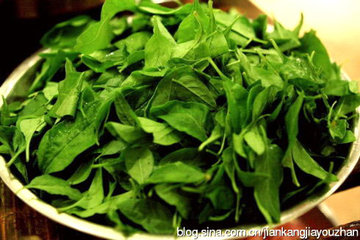 枸杞叶具有清热除烦功效补称为“地仙”
