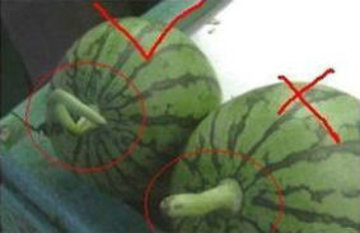 如何挑选西瓜的方法图文讲解