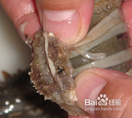 干海参怎么泡发的方法图文讲解(附视频教程)