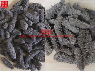 滋补用的干海参如何选购方法图文讲解