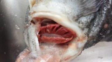 海参斑鱼的做法 步骤2