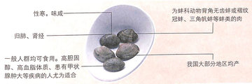 1451869206874851.jpg 蛤蜊