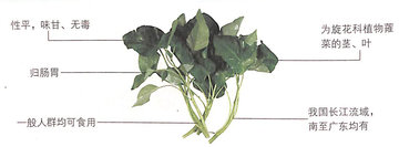 1451960450591106.jpg 空心菜