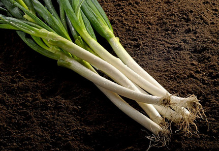 吃葱有什么好处 解便秘抗老至宝 吃葱有什么好处 解便秘抗老至宝