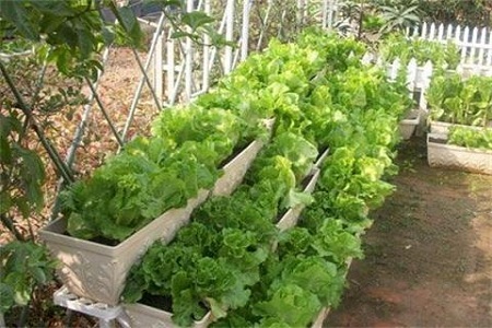 无菌LED人工光照种植蔬菜兴起营养够吗? 无菌LED人工光照种植蔬菜兴起营养够吗?