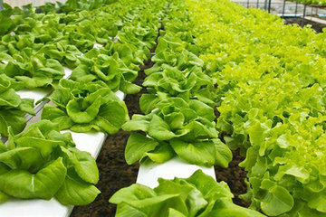 无菌LED人工光照种植蔬菜兴起营养够吗? 无菌LED人工光照种植蔬菜兴起营养够吗?