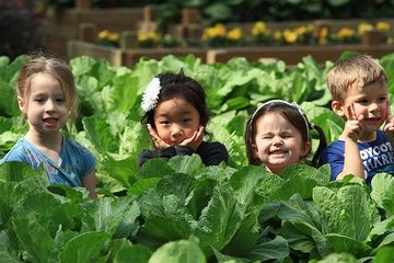 无菌LED人工光照种植蔬菜兴起营养够吗? 无菌LED人工光照种植蔬菜兴起营养够吗?