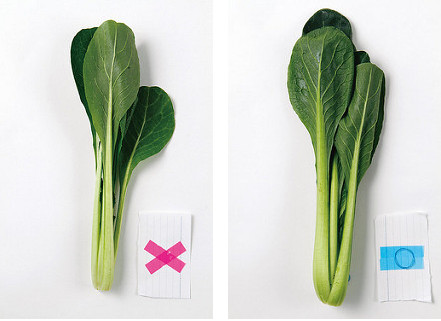 小松菜挑选叶形左右对称,有弹性的 小松菜挑选叶形左右对称,有弹性的