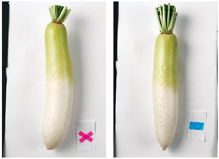 白萝卜确定外形是否笔直、精实还有成长线与须根 白萝卜确定外形是否笔直、精实还有成长线与须根