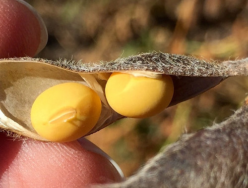 1458186912387546.jpg 25704790452_22981fe0b5.jpg