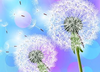 蒲公英可以炒着吃吗?蒲公英能炒着吃吗?.png 蒲公英可以炒着吃吗?蒲公英能炒着吃吗?.png