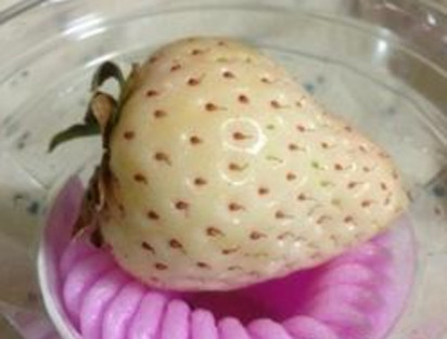 怀孕初期能吃菠萝莓吗?怀孕5个月可以吃菠萝莓吗? 怀孕初期能吃菠萝莓吗?怀孕5个月可以吃菠萝莓吗?