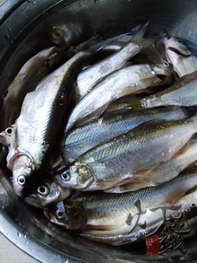 芝麻椒盐小河鱼步骤1