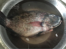 红烧鱼煮宽面步骤1