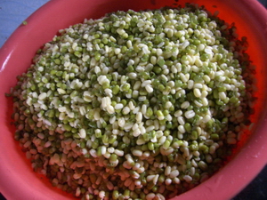 自制八宝粽的做法步骤1