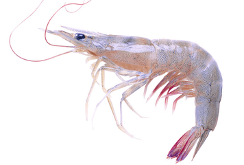 海虾煮多长时间熟？海虾怎么煮？