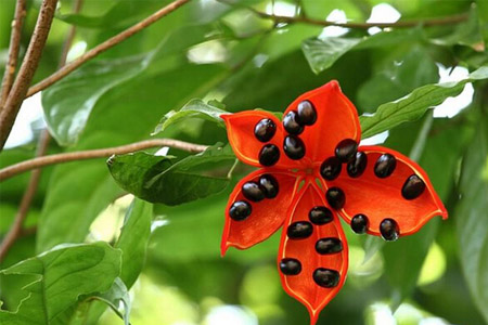 苹婆的营养价值 苹婆的功效与作用 苹婆的营养价值 苹婆的功效与作用