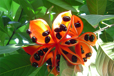 苹婆的营养价值 苹婆的功效与作用 苹婆的营养价值 苹婆的功效与作用