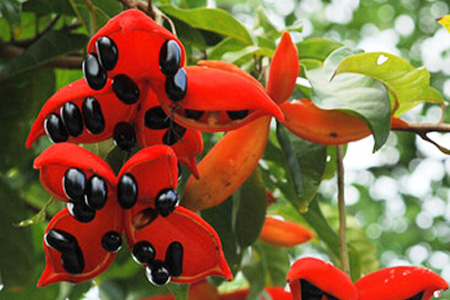 苹婆的营养价值 苹婆的功效与作用 苹婆的营养价值 苹婆的功效与作用