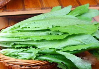 吃油麦菜可以减肥吗？吃油麦菜能不能减肥？