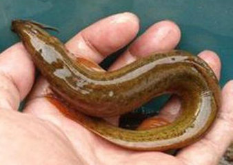 泥鳅有刺吗？泥鳅有鳞片吗