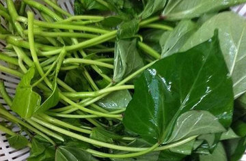 苕尖孕妇能吃吗?苕尖孕妇可以吃吗 苕尖孕妇能吃吗?苕尖孕妇可以吃吗