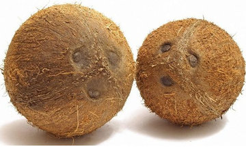 椰子怎么吃?如何吃到椰子肉 椰子怎么吃?如何吃到椰子肉