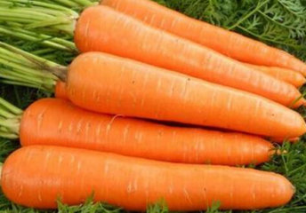 胡萝卜与什么不能同食？胡萝卜不能和什么一起吃