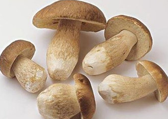 牛肝菌怎么吃？牛肝菌怎么做不会中毒
