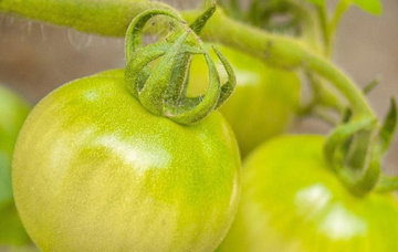 青番茄可以吃吗?青番茄能不能吃 青番茄可以吃吗?青番茄能不能吃