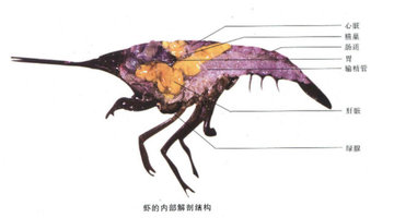 油焖大虾怎么洗?油焖大虾怎么清洗 油焖大虾怎么洗?油焖大虾怎么清洗