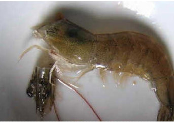 油焖大虾怎么洗?油焖大虾怎么清洗 油焖大虾怎么洗?油焖大虾怎么清洗