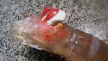 油焖大虾怎么洗?油焖大虾怎么清洗 油焖大虾怎么洗?油焖大虾怎么清洗