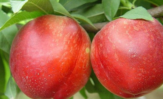 油桃不能和什么一起吃?油桃不能和什么水果一起吃 油桃不能和什么一起吃?油桃不能和什么水果一起吃