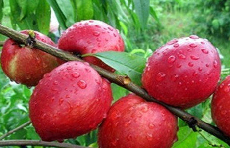 油桃不能和什么一起吃?油桃不能和什么水果一起吃 油桃不能和什么一起吃?油桃不能和什么水果一起吃