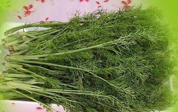 茴香菜是什么菜?茴香菜是香菜吗 茴香菜是什么菜?茴香菜是香菜吗