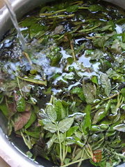 古法腌香椿的做法步骤2