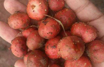 野地瓜哪里可以买到?哪个地方有种植野地瓜的 野地瓜哪里可以买到?哪个地方有种植野地瓜的