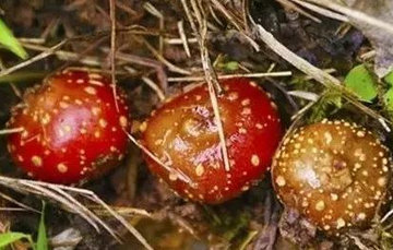 野地瓜哪里可以买到?哪个地方有种植野地瓜的 野地瓜