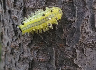 洋辣子多少钱一斤?洋辣子罐是什么 洋辣子多少钱一斤?洋辣子罐是什么