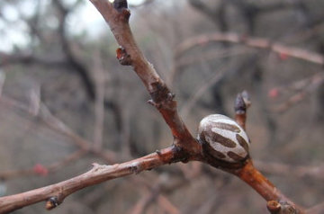 洋辣子多少钱一斤?洋辣子罐是什么 洋辣子多少钱一斤?洋辣子罐是什么