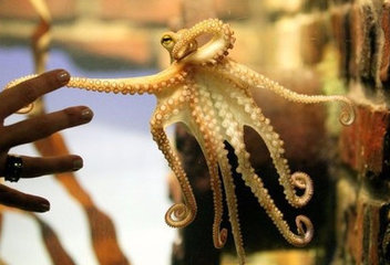 章鱼是鱿鱼吗?章鱼和鱿鱼有什么区别 章鱼是鱿鱼吗?章鱼和鱿鱼有什么区别