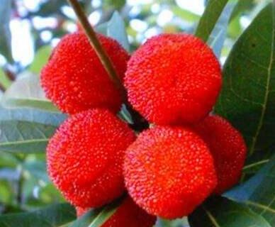 杨梅可以快递吗？杨梅快递放多久？